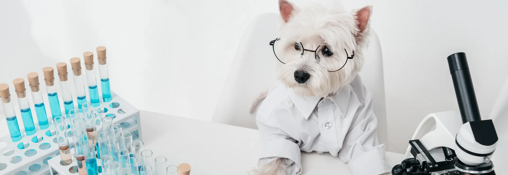 veterinární vyšetření